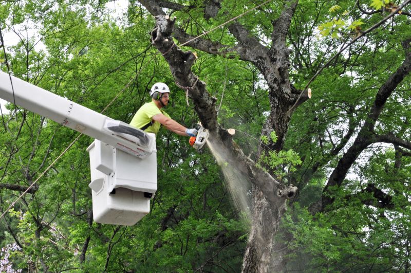 Summer Tree Work