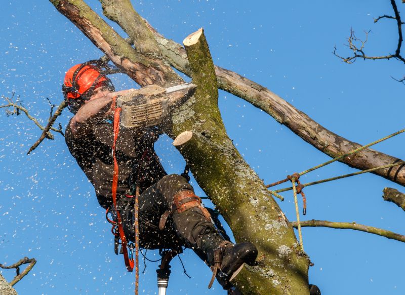 Tree Removal Safety Gear