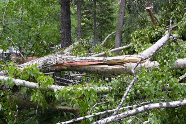 Cost of Birch Tree Removal in Gainesville