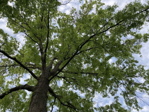 Oak Tree Removal in Gainesville