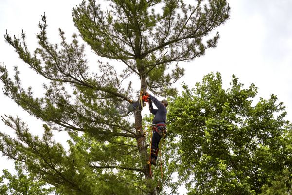 Pine Tree Removal in Gainesville