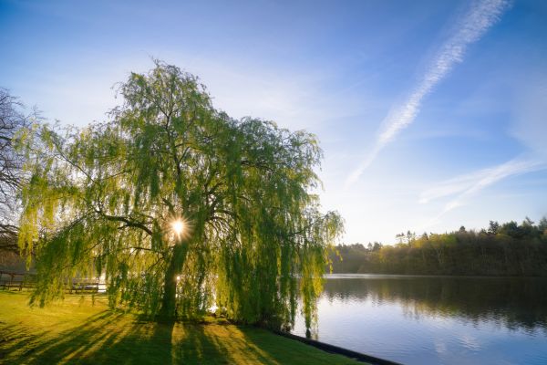 Willow Tree Pruning