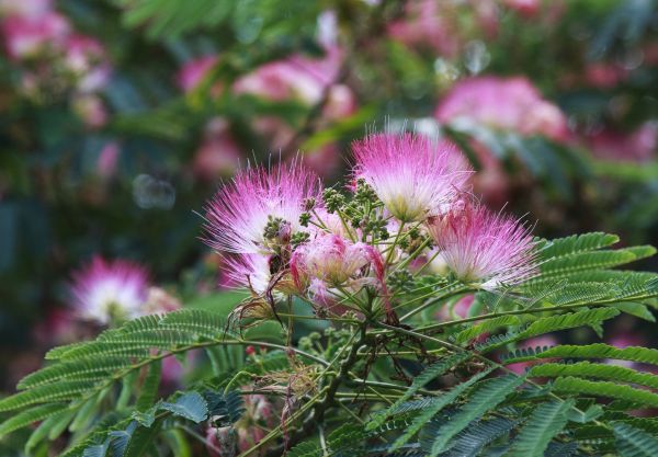 Cost of Mimosa Tree Removal in Gainesville