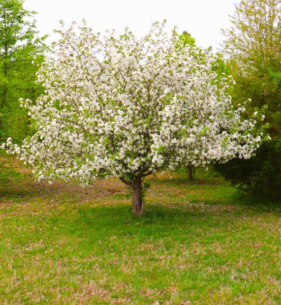Cost of Dogwood Tree Removal in Gainesville