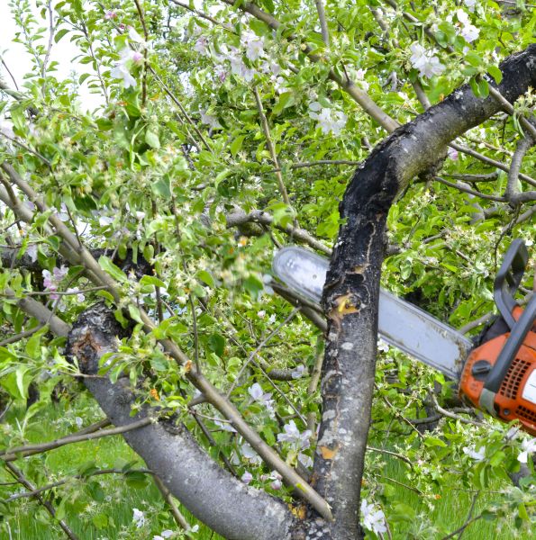 Cost of Apple Tree Removal in Gainesville